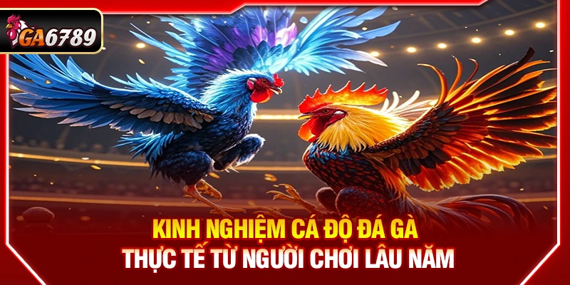 Kinh Nghiệm Cá Độ Đá Gà Thực Tế Từ Người Chơi Lâu Năm 1 Kinh Nghiệm Cá Độ Đá Gà Thực Tế Từ Người Chơi Lâu Năm